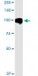 MARK2 Antibody (monoclonal) (M01)