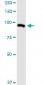 MARK2 Antibody (monoclonal) (M01)