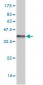 MARS Antibody (monoclonal) (M01)