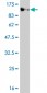 MASTL Antibody (monoclonal) (M01)