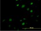 MAZ Antibody (monoclonal) (M01)