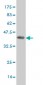 MAZ Antibody (monoclonal) (M01)