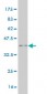 MAZ Antibody (monoclonal) (M05)