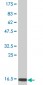 MB Antibody (monoclonal) (M04)