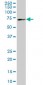 MBD1 Antibody (monoclonal) (M02)