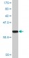 MBD1 Antibody (monoclonal) (M05)