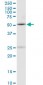 MBD1 Antibody (monoclonal) (M05)