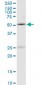 MBD1 Antibody (monoclonal) (M05)