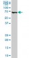 MBD1 Antibody (monoclonal) (M05)