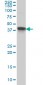 MBNL1 Antibody (monoclonal) (M01)