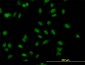 MBNL1 Antibody (monoclonal) (M02)