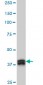 MBNL1 Antibody (monoclonal) (M02)