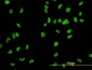 MCM2 Antibody (monoclonal) (M01)