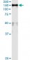 MCM2 Antibody (monoclonal) (M01)