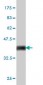 MCM2 Antibody (monoclonal) (M01)