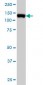 MCM2 Antibody (monoclonal) (M01)