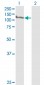 MCM2 Antibody (monoclonal) (M01)