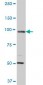 MCM3 Antibody (monoclonal) (M01)