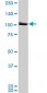 MCM3 Antibody (monoclonal) (M01)