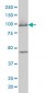MCM3 Antibody (monoclonal) (M01)