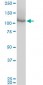 MCM3 Antibody (monoclonal) (M01)