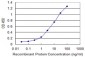 MCM3 Antibody (monoclonal) (M01)