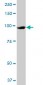 MCM3 Antibody (monoclonal) (M01)