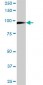 MCM3 Antibody (monoclonal) (M01)