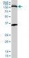 MCM3 Antibody (monoclonal) (M01)