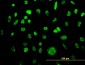 MCM3 Antibody (monoclonal) (M01)