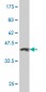 MCM3 Antibody (monoclonal) (M03)