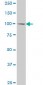 MCM3 Antibody (monoclonal) (M03)