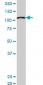 MCM3 Antibody (monoclonal) (M03)