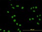 MCM7 Antibody (monoclonal) (M01)