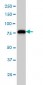 MCM7 Antibody (monoclonal) (M01)