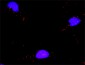 MCM7 Antibody (monoclonal) (M01)