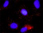 MCM7 Antibody (monoclonal) (M01)
