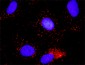 MCM7 Antibody (monoclonal) (M01)