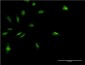 MDFI Antibody (monoclonal) (M07)