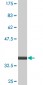 MDFI Antibody (monoclonal) (M07)