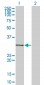 MDFI Antibody (monoclonal) (M07)