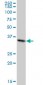 MDH1 Antibody (monoclonal) (M01)