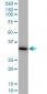 MDH1 Antibody (monoclonal) (M01)