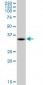 MDH1 Antibody (monoclonal) (M01)