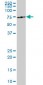 ME1 Antibody (monoclonal) (M03)