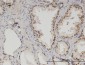 MED6 Antibody (monoclonal) (M07)