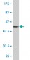 MED6 Antibody (monoclonal) (M07)