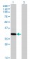 MED6 Antibody (monoclonal) (M07)