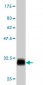 MED8 Antibody (monoclonal) (M01)