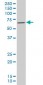 MEF2A Antibody (monoclonal) (M08)